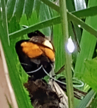 2-wire bird of paradise